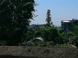 图片38x.jpg